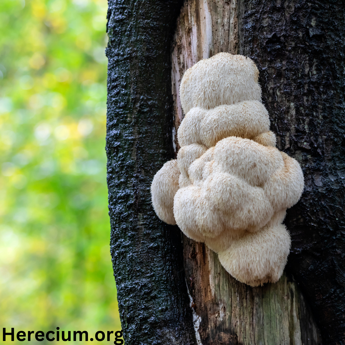 Hericium erinaceous (Lion's mane)