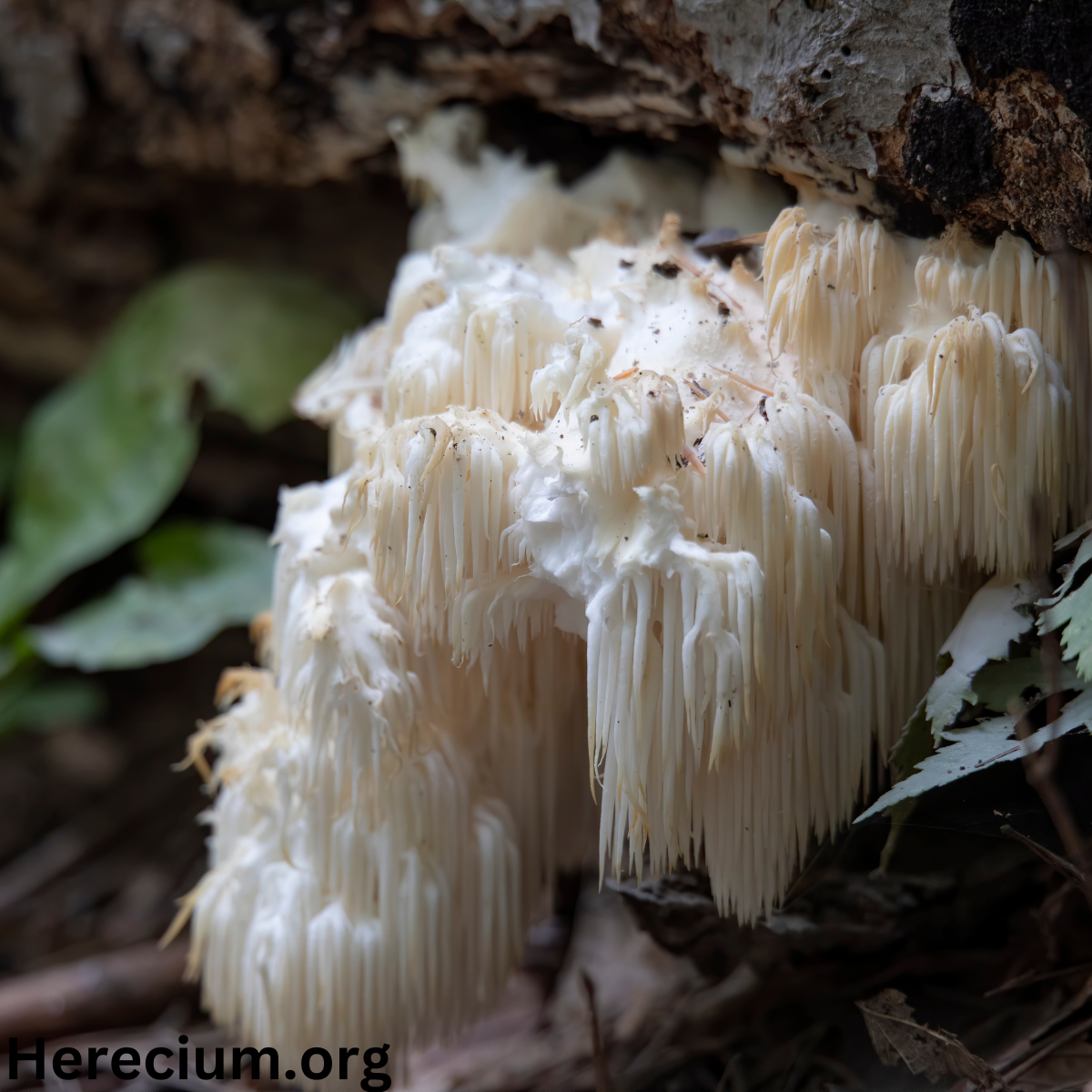 Hericium coralloides (Comb tooth)