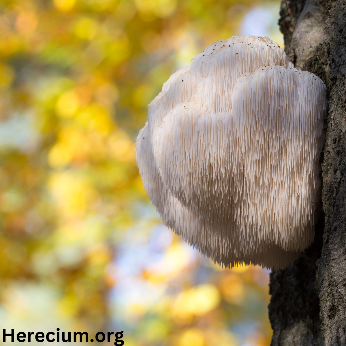 Hericium erinaceous sightings